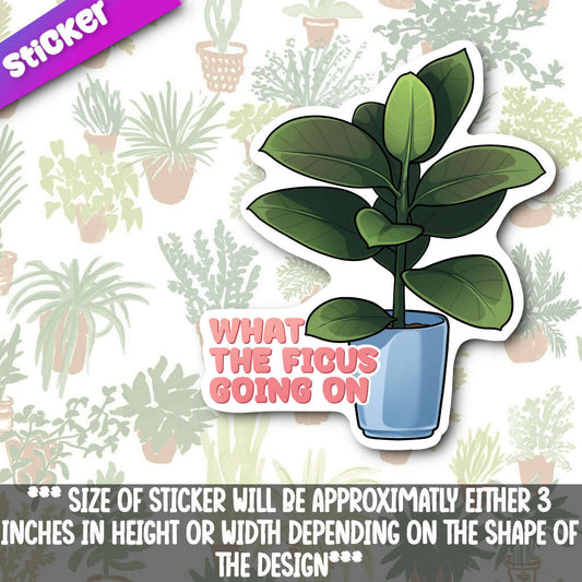 What The Ficus Going On