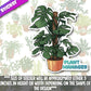 Plant Manager